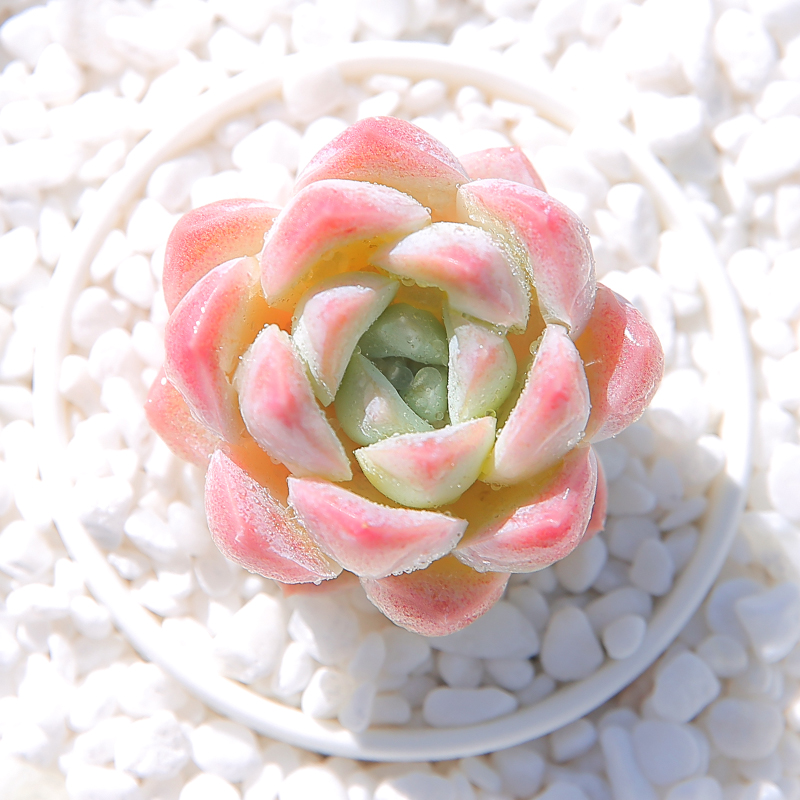 奶油美人多肉植物花卉大颗莲花