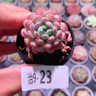 9-23珍珠豆
