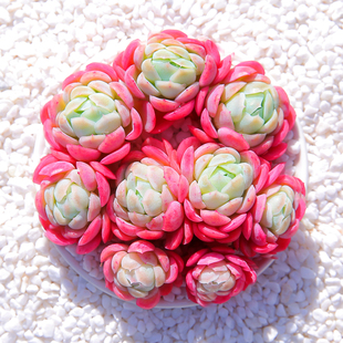 云南稀有多肉老桩特大巨型奶油贝瑞清棚超大多肉植物小贵货论斤卖