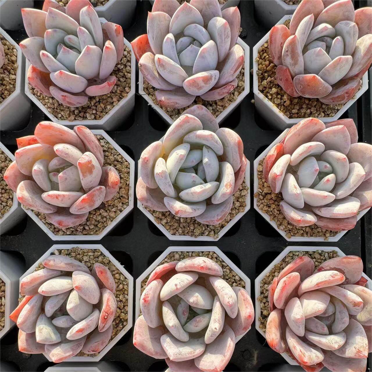 151-嫦娥  云南大理基地多肉植物1颗包邮偏远地区除外