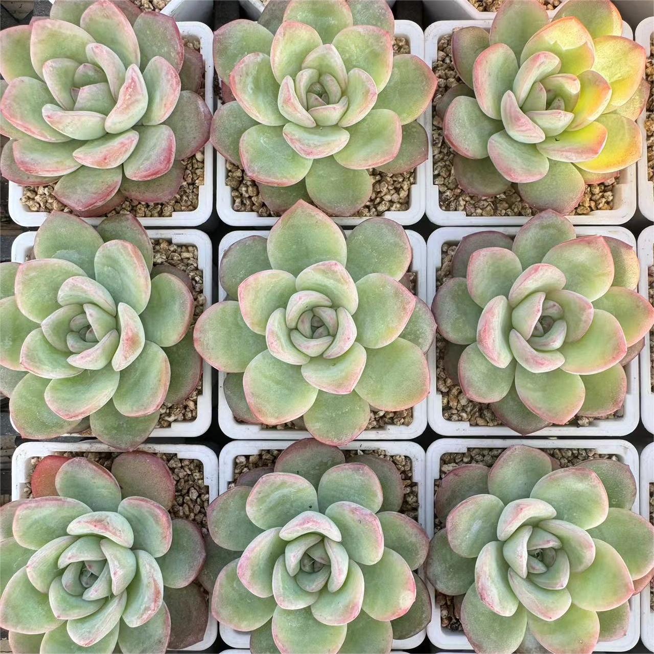 237-草莓泡芙  云南大理基地多肉植物1颗包邮偏远地区除外