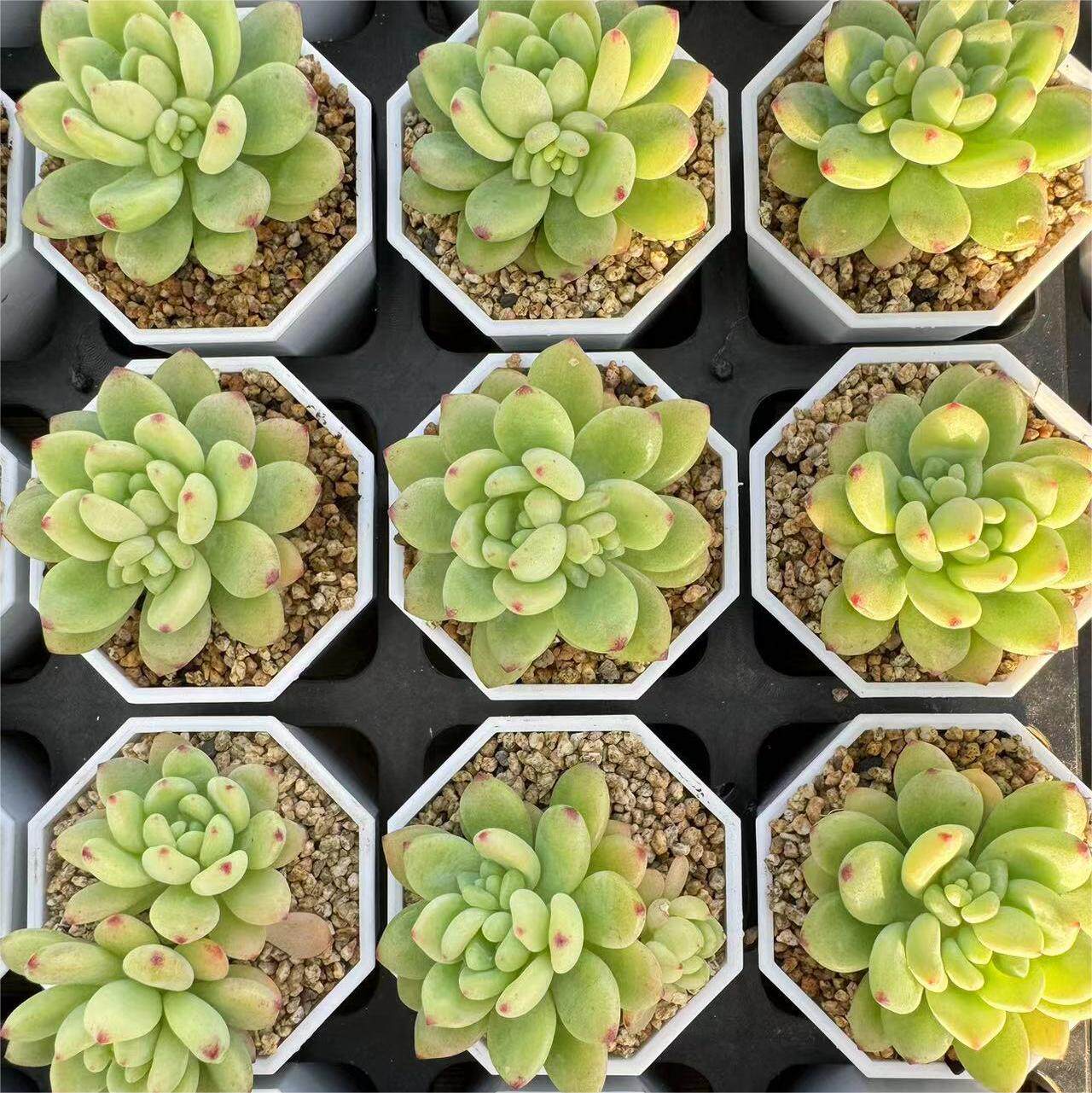 136-凝脂莲  云南大理基地多肉植物1颗包邮偏远地区除外