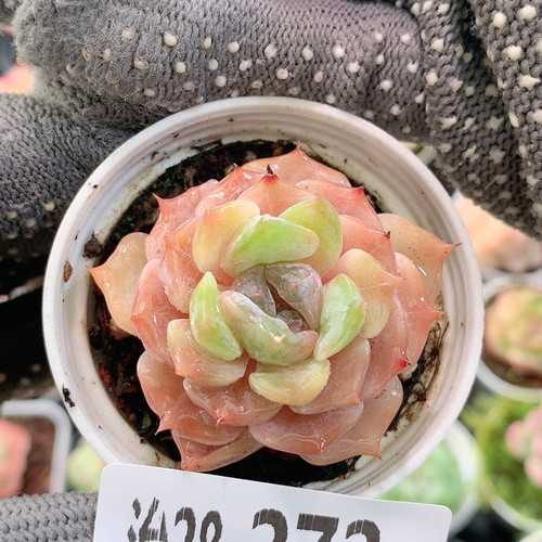 治28-272 夜莺