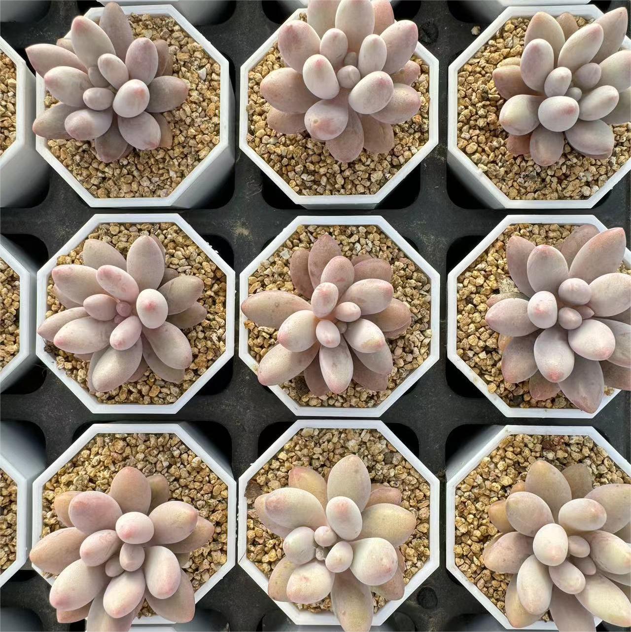 124-粉色恋人  云南大理基地多肉植物1颗包邮偏远地区除外