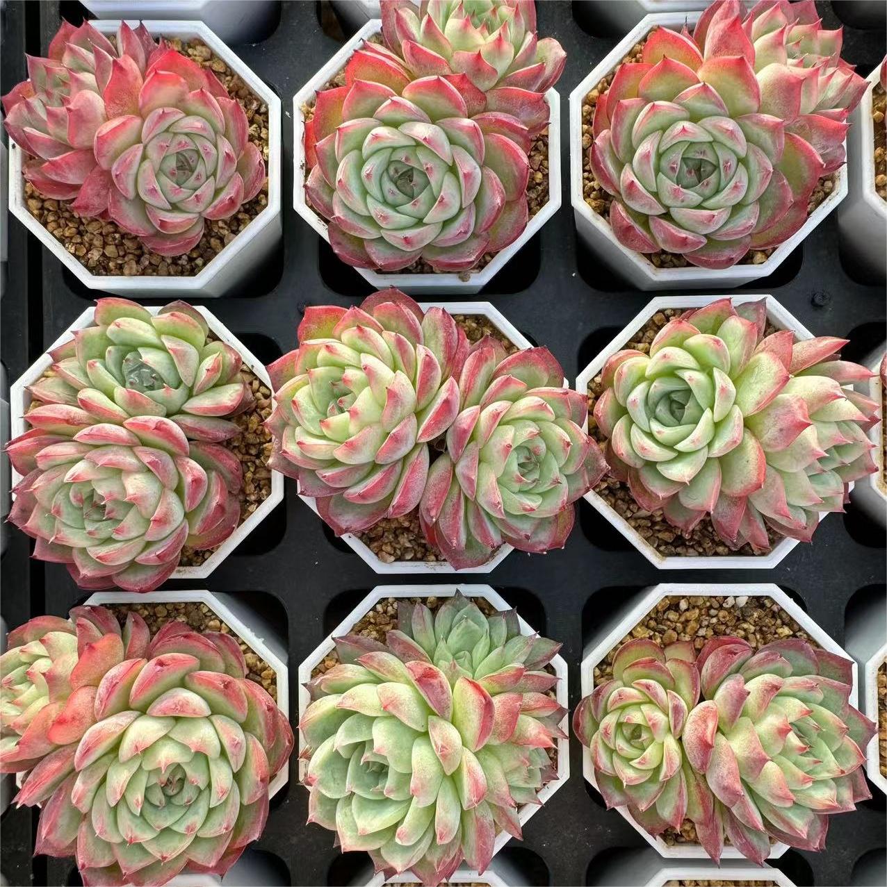 169-粉水晶  云南大理基地多肉植物1颗包邮偏远地区除外