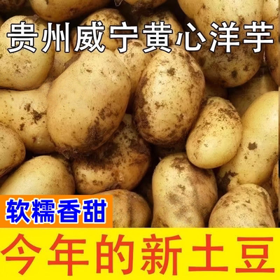 应季新鲜蔬菜马铃薯贵州特产黄心洋芋本地正宗高山土豆好吃的土豆