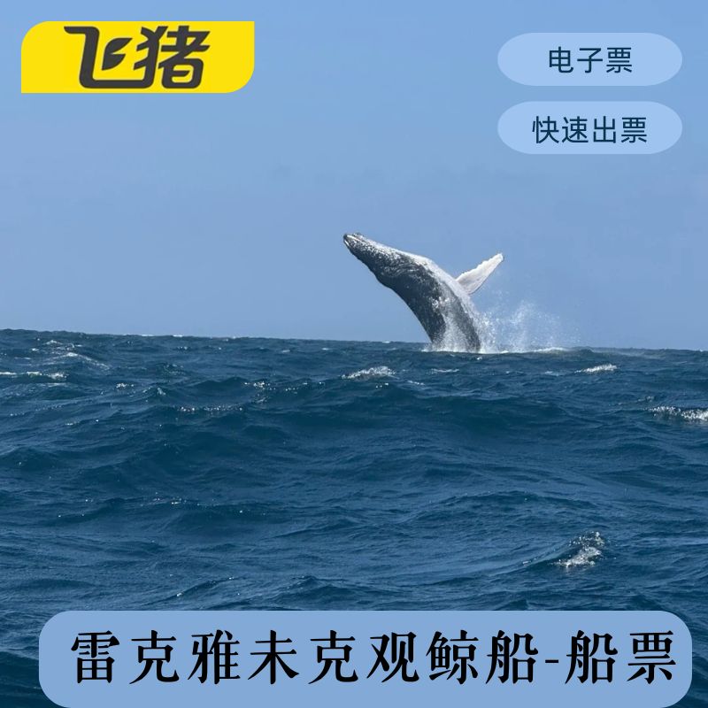 [雷克雅未克观鲸船-船票]花少同款 冰岛全境观鲸|雷克亚未克观鲸
