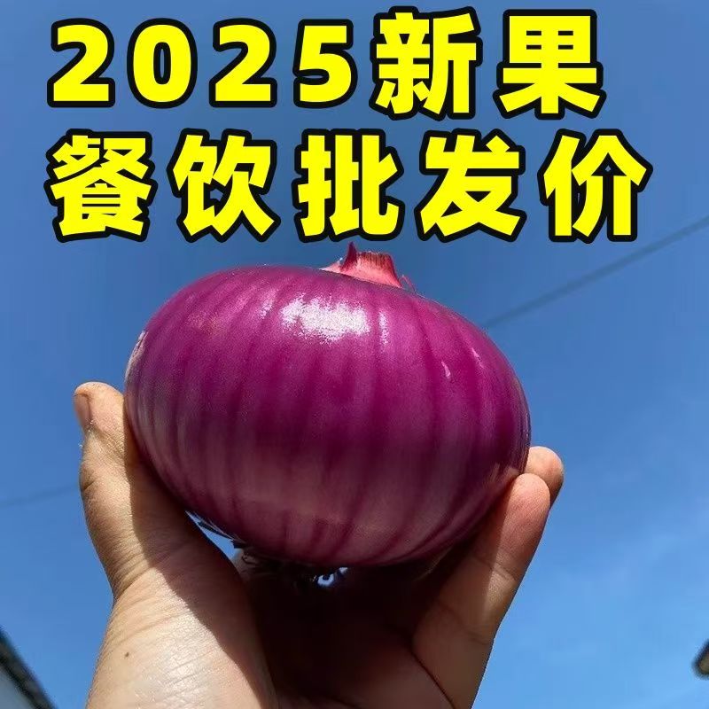 水果洋葱甜味生吃新鲜紫皮洋葱洋葱头小圆葱毛葱红洋葱大洋葱