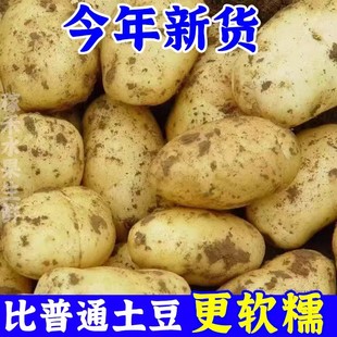 贵州黄心大土豆特产黄皮软糯香甜洋芋马铃薯现挖农家蔬菜