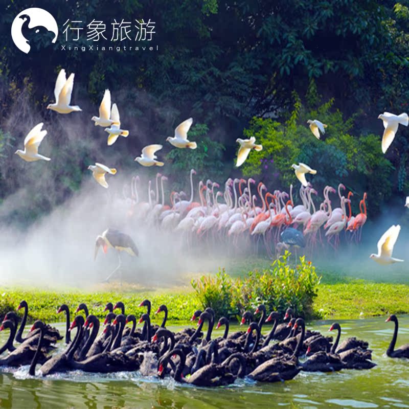 百鸟飞歌 乘船探秘 鹦鹉乐园 火烈鸟小小保育员