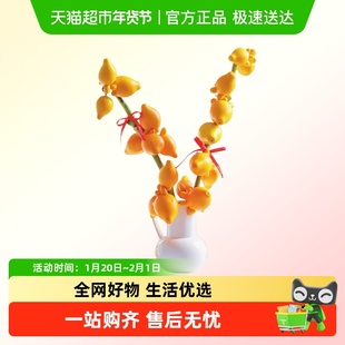 五代同堂黄金果鲜切枝水培植物年宵花客厅水养植物鲜花绿植乳茄