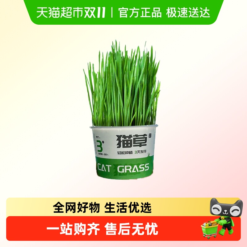 疯狂的主人水培懒人猫草罐头