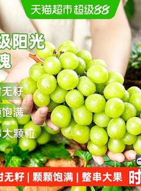 京运达正宗阳光玫瑰葡萄