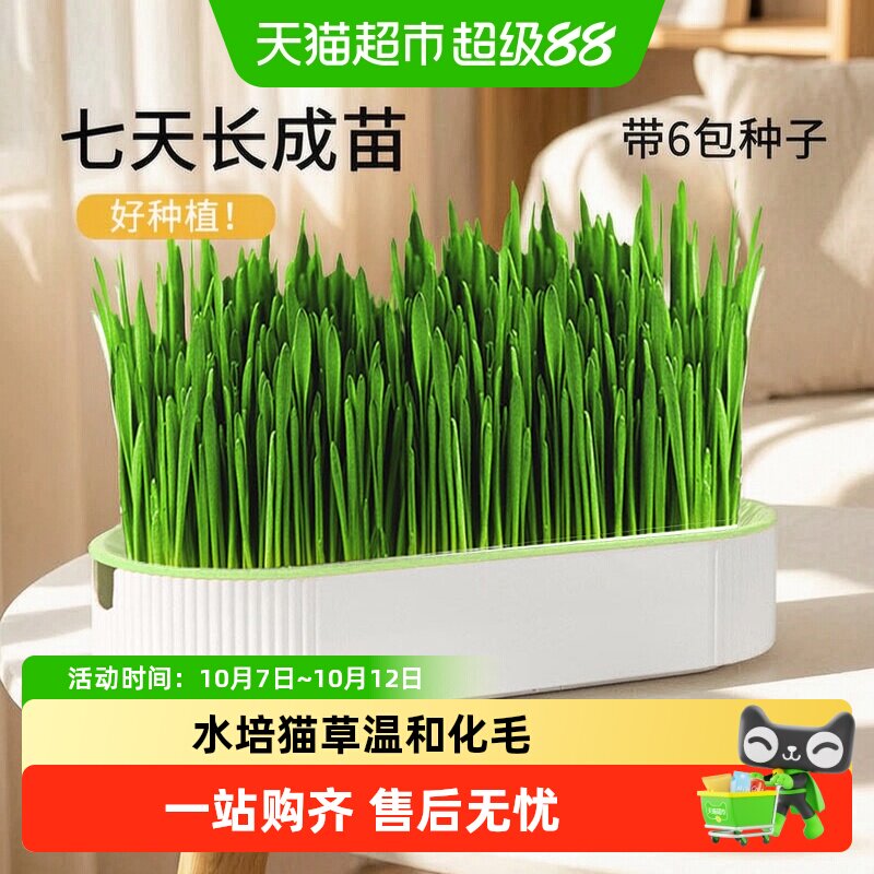 猫草盆栽猫草种植子育苗盘无土水培化毛草猫懒人自已种幼猫咪零食