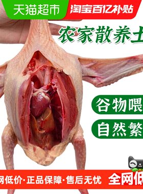 原生态散养乳鸽煲汤汤鲜味美