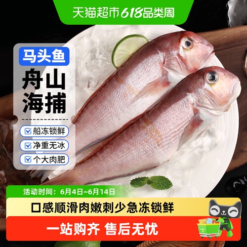 赫敏食品舟山海捕马头鱼新鲜冷冻