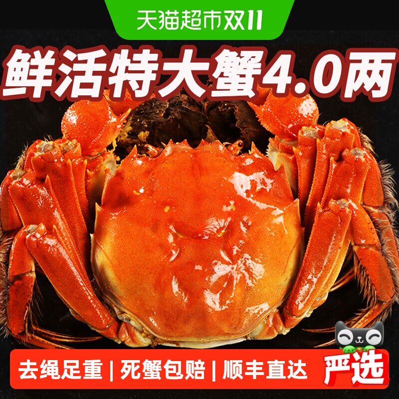 【活蟹】大闸蟹鲜活现货特大全母螃蟹公河蟹精品礼盒去绳足重