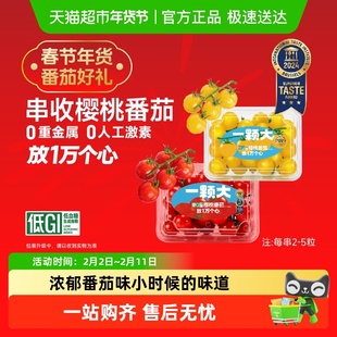 【一颗大】串收樱桃番茄小串西红柿酸甜多汁新鲜采摘