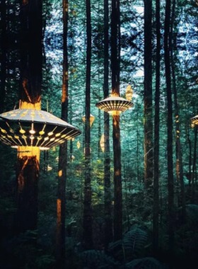 初海 新西兰旅游 罗托鲁瓦红木森林树冠漫步Redwoods Treewalk