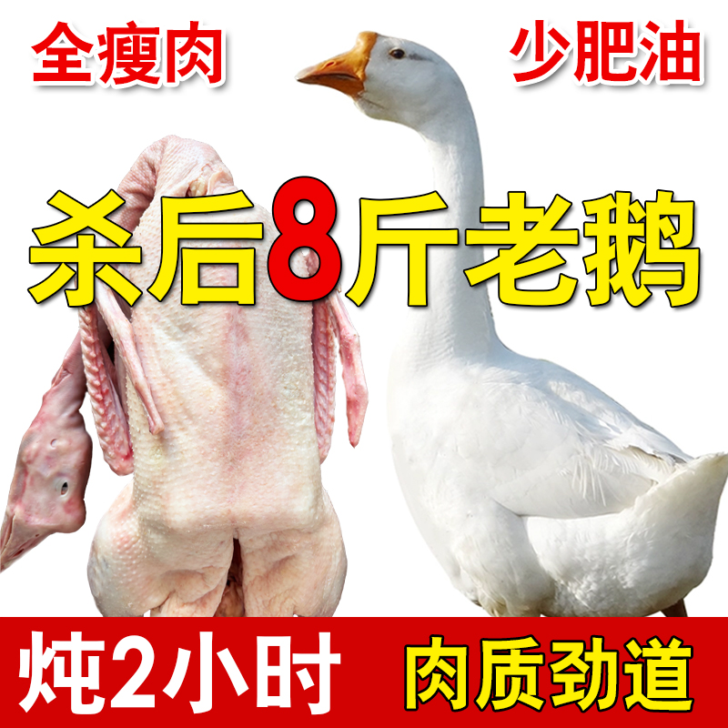 农家散养2年老鹅土鹅肉大白鹅带包整只现杀冷冻新鲜放养鹅铁锅炖