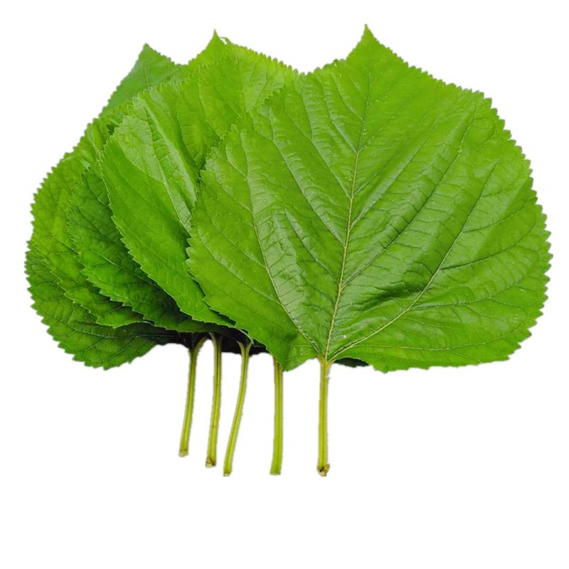 新鲜纯桑叶片混搭老嫩桑树叶