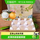 正宗山东秋月梨羊脂梨子冰糖礼盒特大果莱阳当季 鲜果新鲜水果顺丰