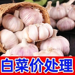 今年新干蒜5斤紫白皮干蒜大蒜头新鲜大蒜紫皮新干大蒜头