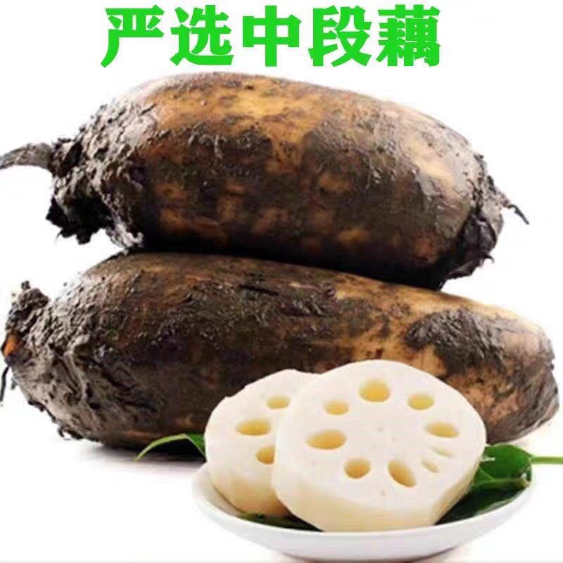 新鲜莲藕现挖现发脆藕鲜嫩多汁火锅冒菜莲藕带泥发货当季农家粉糯
