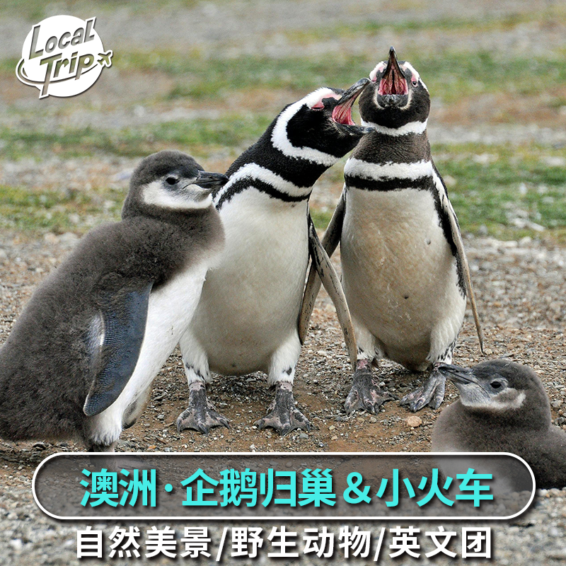 澳洲墨尔本蒸汽小火车 企鹅归巢一日游 翡翠湖海豹岩诺比斯观景台