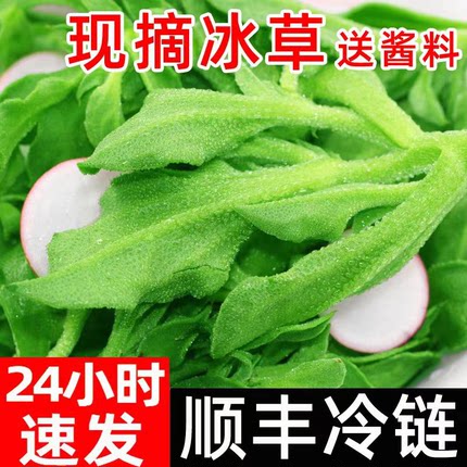山东新鲜冰菜冰草冰叶菜生吃蔬菜沙拉火锅即食5斤直发包邮营养
