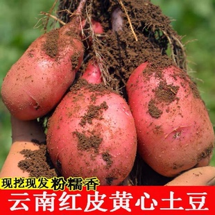 云南高山馬鈴薯新鮮紅皮黃心土豆 農家老品種洋芋面粉糯蔬菜 包郵