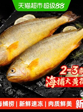 其他深海大黄鱼活冻锁鲜刺少