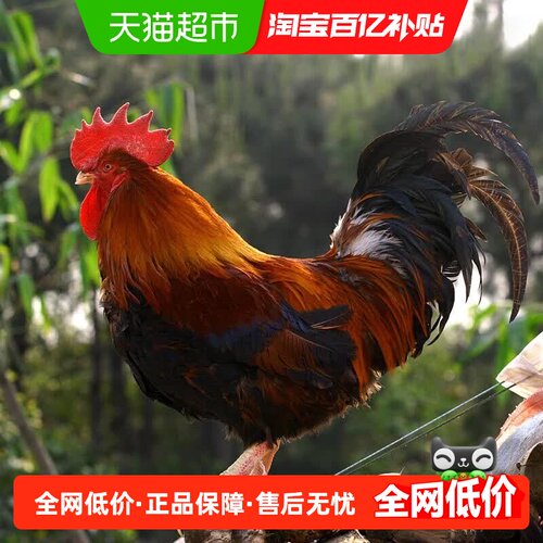 天农清远鸡正宗原种公鸡肉质鲜嫩