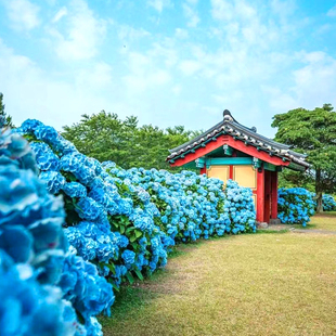 赏花季春秋航空广州直飞韩国济州岛4/5天往返机票含税含行李额