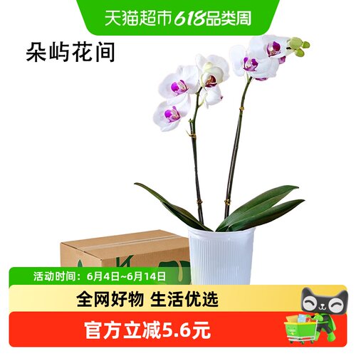 朵屿花间蝴蝶兰花苗盆栽室内花卉