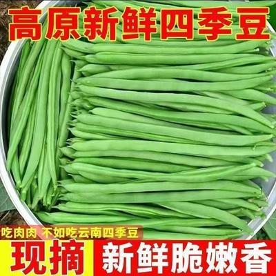 云南新鲜现摘农家四季豆批发筋豆整箱蔬菜芸豆扁豆刀豆应季豆角