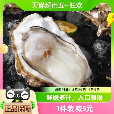 贝司令鲜活乳山生蚝2XL净重4斤