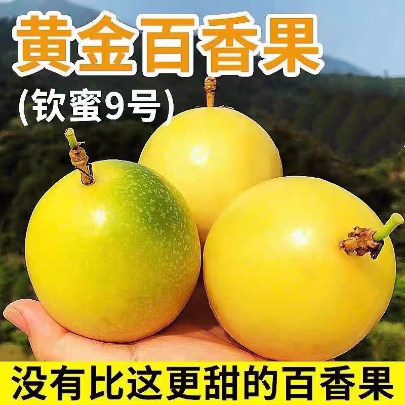 正宗广西钦密9号黄金百香果新鲜水果当季现摘百香果原浆果
