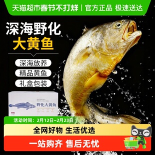云储生活大黄花鱼新鲜冷冻宁德深海鱼特大野化鲜活生鲜水产小黄鱼