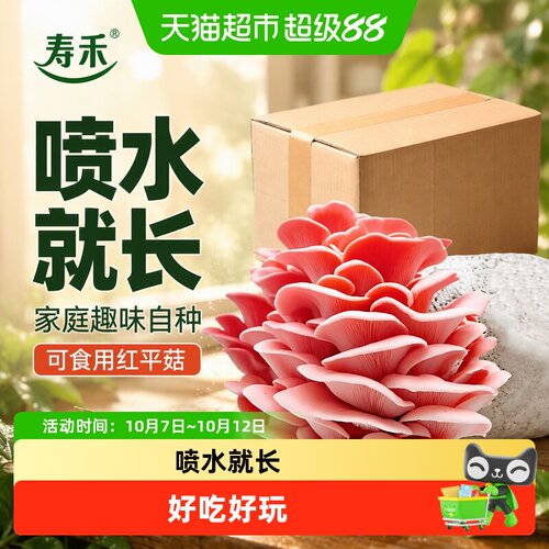 寿禾家庭红平菇菌包蘑菇种植