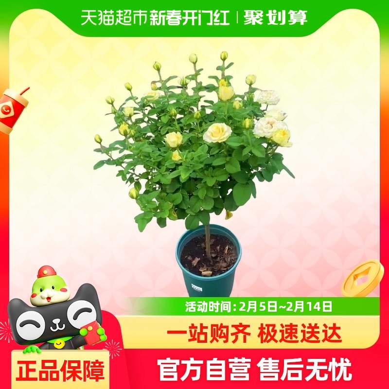 ¼ǻļֲֲ130.44Ԫ(88VIP 95)