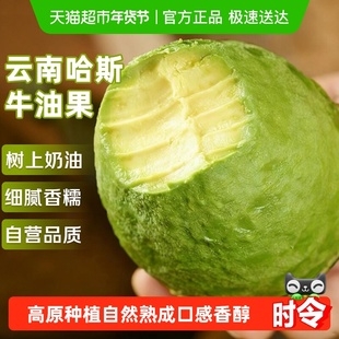 云南哈斯牛油果应当季新鲜水果整箱特大果孟连即食鳄梨孕妇