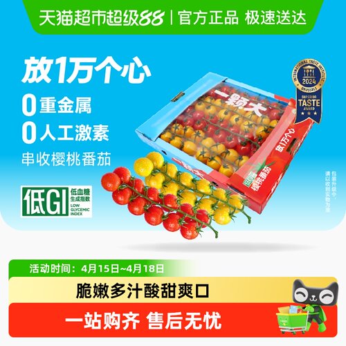 一颗大新鲜樱桃红黄串番茄