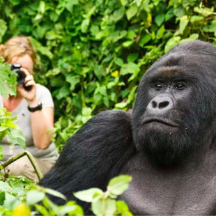 卢旺达基加利火山国家公园|多城市包车