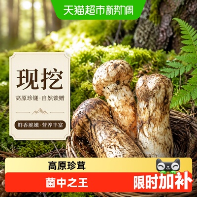 新欢现挖新鲜松茸空运高原菌