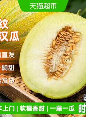 京运达新疆老汉瓜当季新鲜