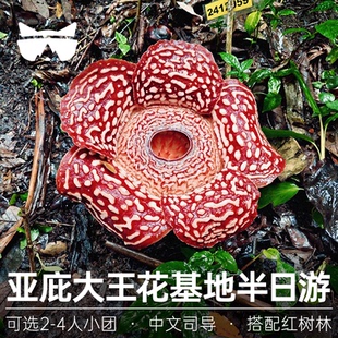 懒猫旅行 马来西亚沙巴大王花基地保护区半日kawa红树林一日游