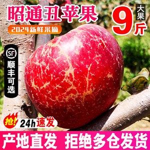 2024云南昭通市丑苹果水果新鲜整箱当季10斤红露富士糖心苹果绍通