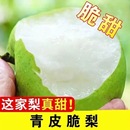 梨子酥脆一號新鮮皇冠梨酥脆多汁農場直發 安徽碭山頭茬青梨當季
