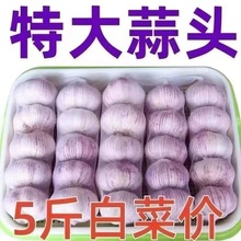 山东24年特大优质蒜干蒜金乡皮大蒜头特级紫皮新干蒜新鲜